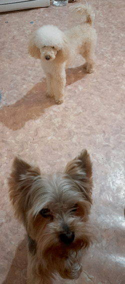 Лео в гостях